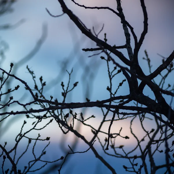 Obrázek ze série nature — Stock fotografie