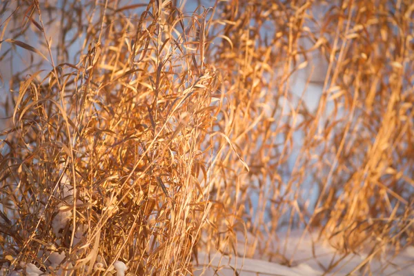 Immagine dalla serie natura — Foto Stock