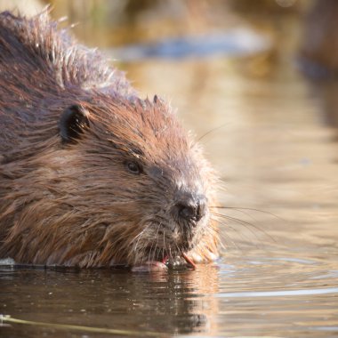 görüntü doğa serisi