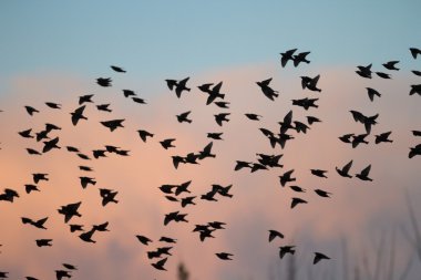 görüntü doğa serisi