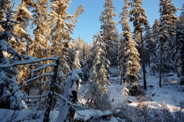 görüntü doğa serisi