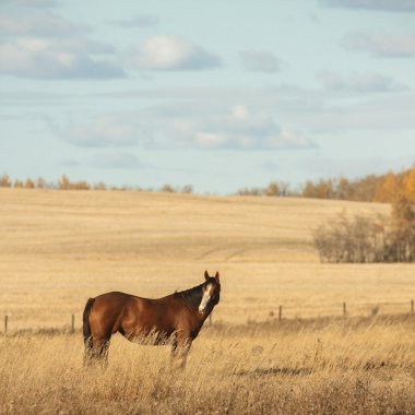 görüntü doğa serisi