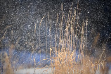 görüntü doğa serisi