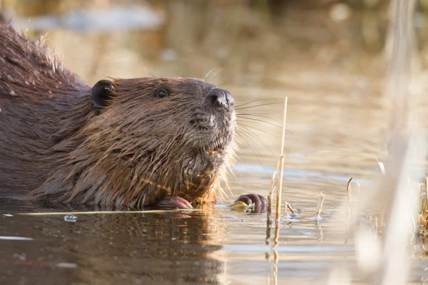 Obraz z serii natura — Zdjęcie stockowe