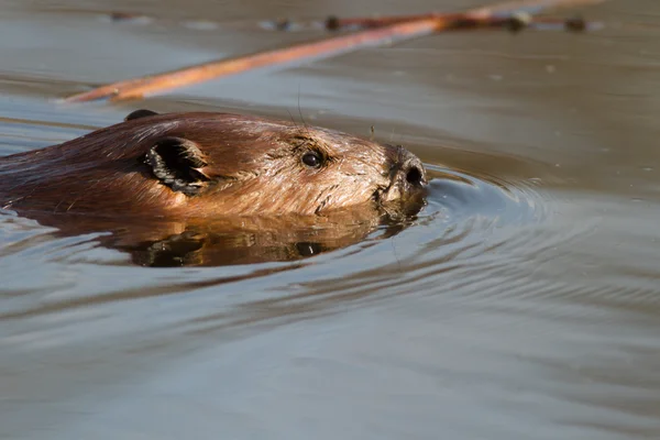 Image from nature series — Stock Photo, Image