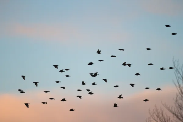 Bilde fra naturserien – stockfoto