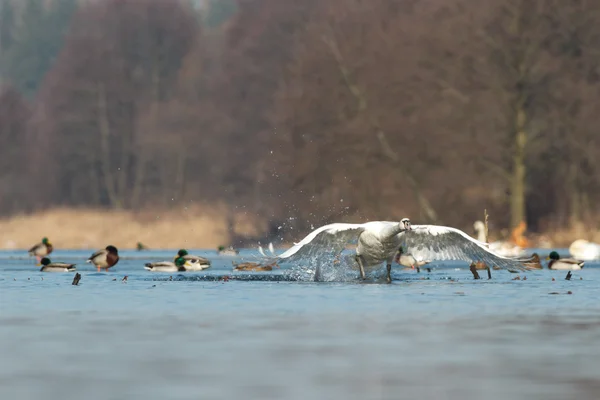 Immagine dalla serie natura — Foto Stock