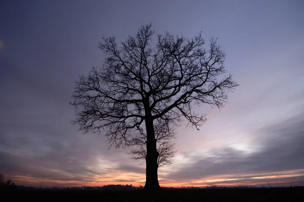 Immagine dalla serie natura — Foto Stock