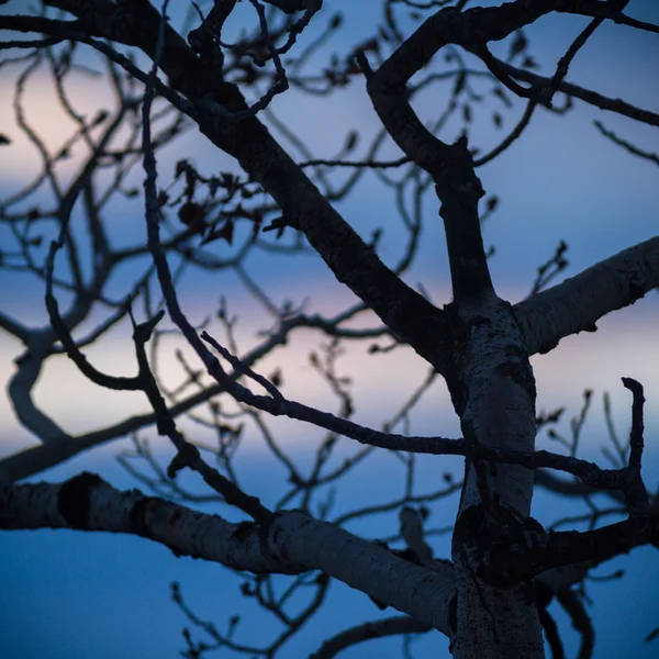 Obrázek ze série nature — Stock fotografie