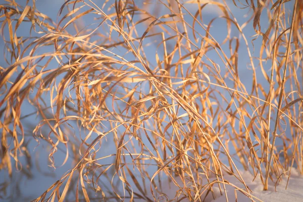 Immagine dalla serie natura — Foto Stock