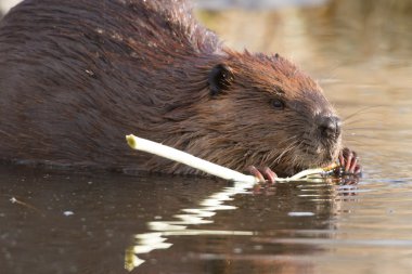 görüntü doğa serisi