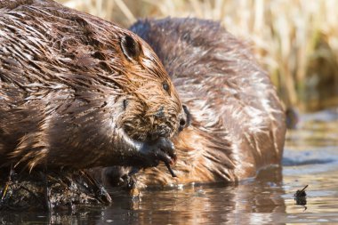 görüntü doğa serisi
