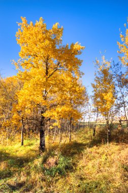 görüntü doğa serisi
