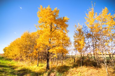 görüntü doğa serisi
