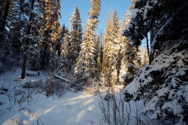 görüntü doğa serisi