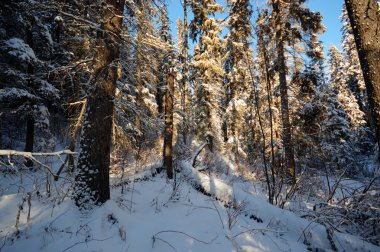 görüntü doğa serisi
