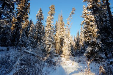 görüntü doğa serisi