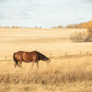 görüntü doğa serisi