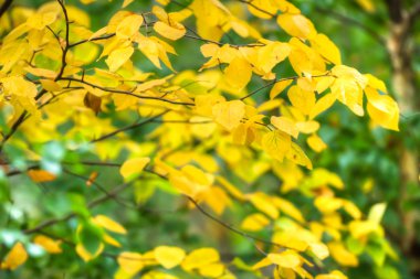 görüntü doğa serisi