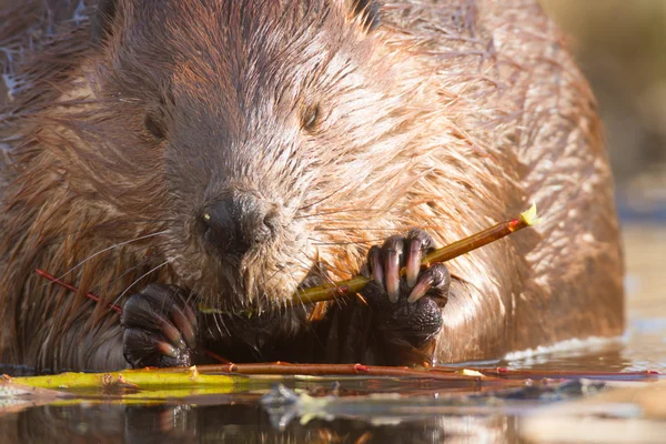 Imagen de la serie naturaleza — Foto de Stock