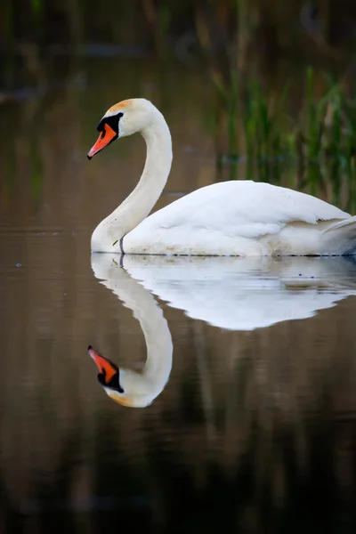 Obraz z serii natura — Zdjęcie stockowe