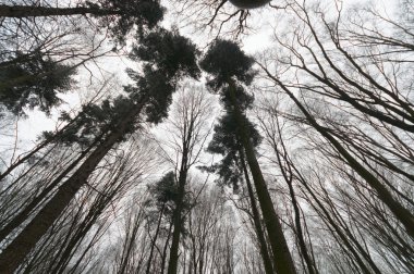 görüntü doğa serisi