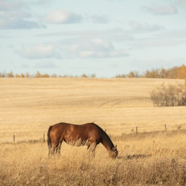 görüntü doğa serisi