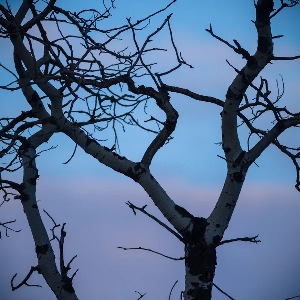 Obrázek ze série nature — Stock fotografie