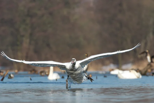 Bild från naturen-serien — Stockfoto