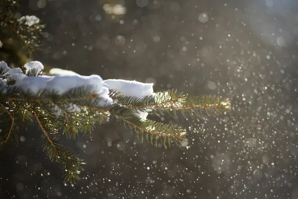 Obrázek ze série nature — Stock fotografie