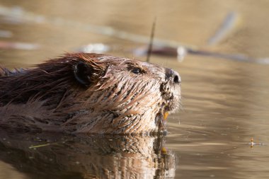 görüntü doğa serisi