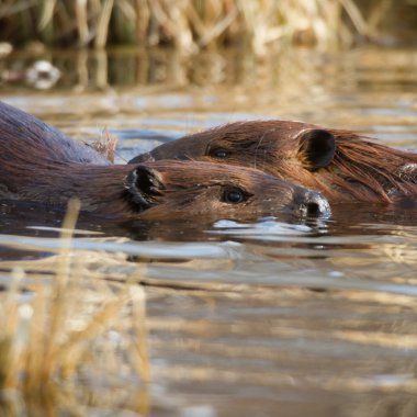 görüntü doğa serisi