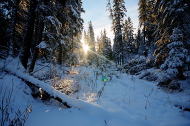 görüntü doğa serisi