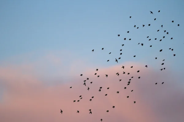 Immagine dalla serie natura — Foto Stock