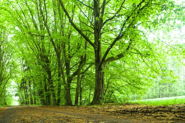 Bild från naturen-serien — Stockfoto