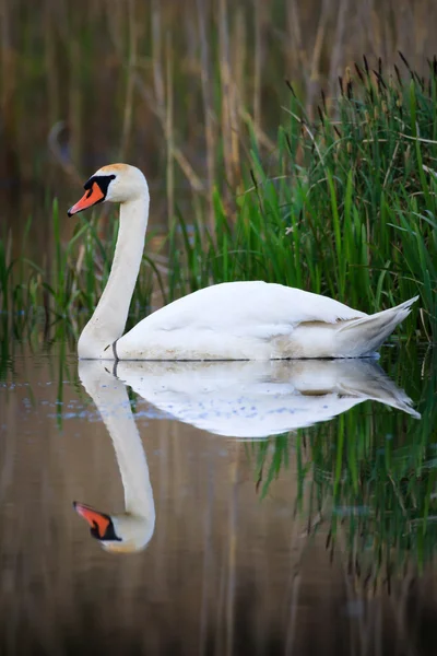 Obrázek ze série nature — Stock fotografie