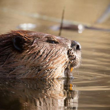 görüntü doğa serisi