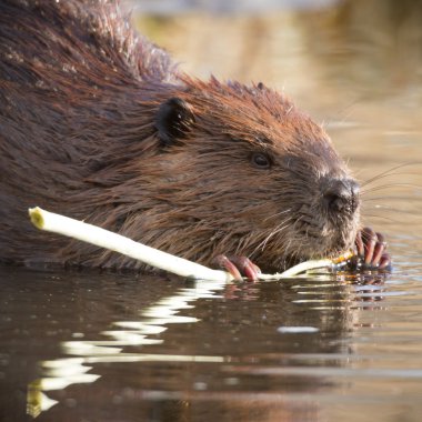 görüntü doğa serisi