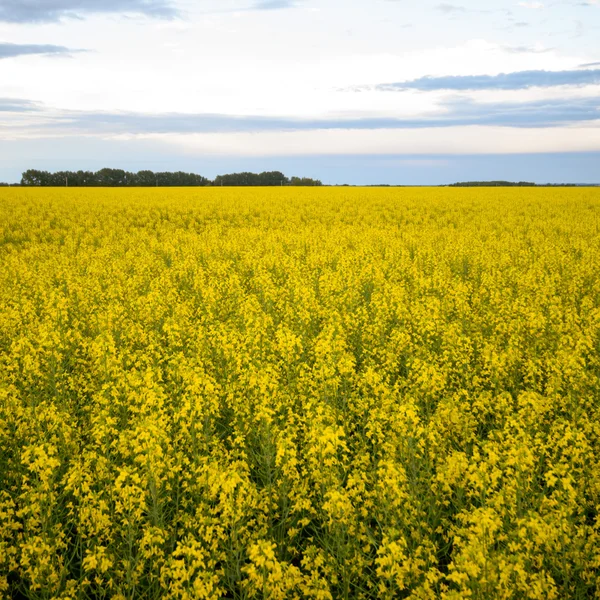 Image de la série nature — Photo