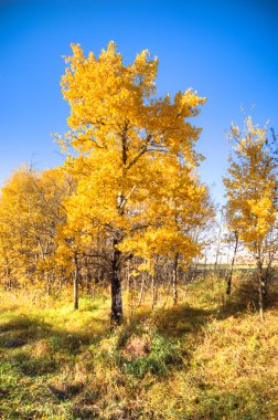 görüntü doğa serisi