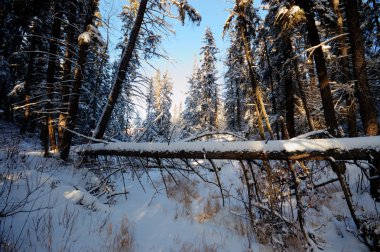 görüntü doğa serisi