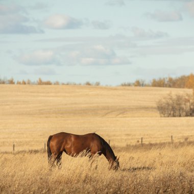 görüntü doğa serisi
