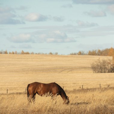 görüntü doğa serisi