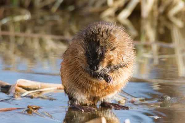 Image from nature series — Stock Photo, Image