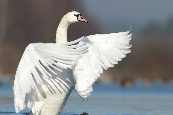 A természetvédelmi sorozat kép — Stock Fotó