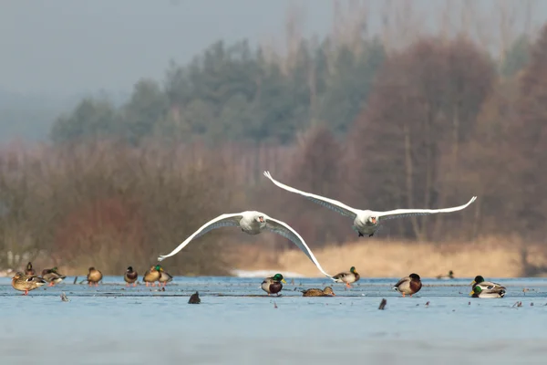 Immagine dalla serie natura — Foto Stock