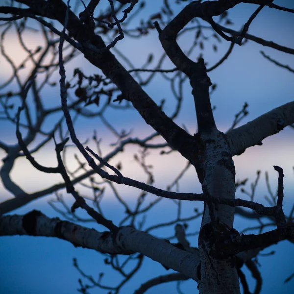 Obrázek ze série nature — Stock fotografie