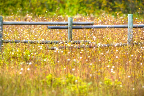 Imagen de la serie naturaleza — Foto de Stock