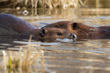 görüntü doğa serisi