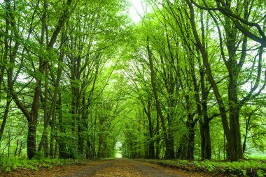 görüntü doğa serisi